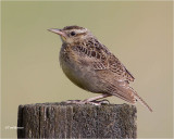  Western Meadowlark  (juvenile)