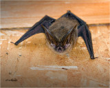  Townsends big-eared bat 