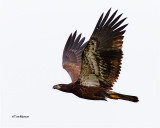Bald Eagle   (Juvenile)
