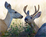 Mule Deer