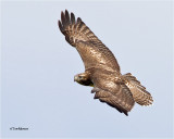  Red-tailed Hawk 