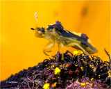 Assassin Bug