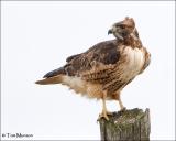 Red-tailed Hawk  