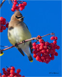 Cedar Waxwing