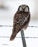 Northern Hawk Owl