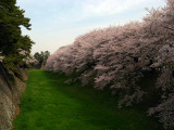 Sakura along the outer castle moat