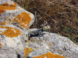 Lizard amongs the ruins