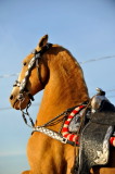 90. RFD-TV/ Happy Trails.