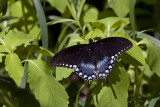IMG_3559-Eastern_Black_Swallowtail.jpg