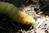 IMG_4623-Luna_Moth_Caterpillar.jpg