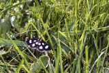 IMG_1258-Eight-spotted_Forester.jpg