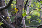 _MG_1024-Cape_May_Warbler.jpg