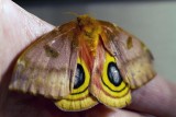 _MG_1462-Io_Moth.jpg