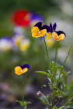 06/11/2011 - _MG_1682.jpg