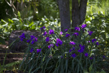 Spiderwort-_MG_1929.jpg