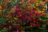 10/04/2011 - _MG_3943.jpg