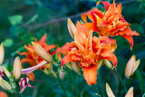 07/09/2012 - _MG_6959.jpg