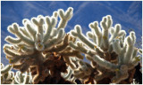 Inside the Cholla Cactus Garden