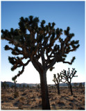 Sun hiding behind a Joshua tree