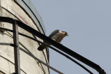 IMG_0056-1.jpg