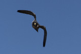 IMG_0170-1.jpg