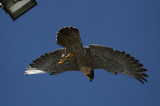 IMG_0325-1.jpg