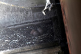 Nest Box