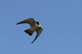 IMG_0740-1.jpg