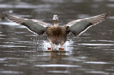 Manitoba Waterfowl