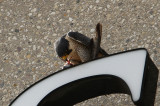 IMG_0418-1.jpg