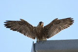 IMG_0850-1.jpg
