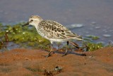 Semipalmated Sandpiper 167