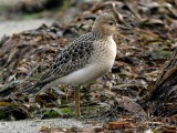 Buff-breasted Sandpiper  179