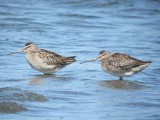 Short-billed 181 & Long-billed 182 Dowitcher