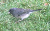 Slate-colored Dark-eyed Junco 426
