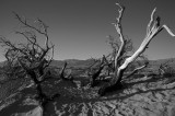 Death Valley Oasis IMGP0743.jpg