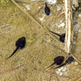Tadpoles in Bridge Canyon spring pool IMGP0929.jpg