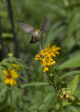 Asclepias Curassavica - Tropical Milkweed IMGP3130.jpg