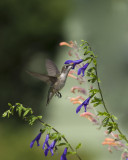 Salvia Guaranitica IMGP3727a.jpg