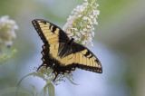 Eastern Tiger Swallowtail - Male transitional morph IMGP4120a.jpg