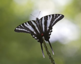 Zebra Swallowtail IMGP4208.jpg