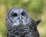 Bard Owl IMGP1799.jpg
