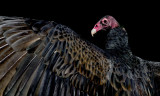 Turkey Vulture - Elvis - IMGP2110.jpg