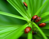 Lady Bugs IMGP3199.jpg