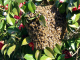  HoneyBee swarm