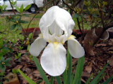 white iris