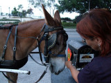  Bachi and the French Quarter horse