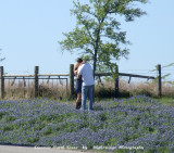 Bluebonnets and Love