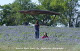 Still more bluebonnets