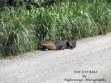 St Martin Parish - Cypress Island - Lake Martin  alligator